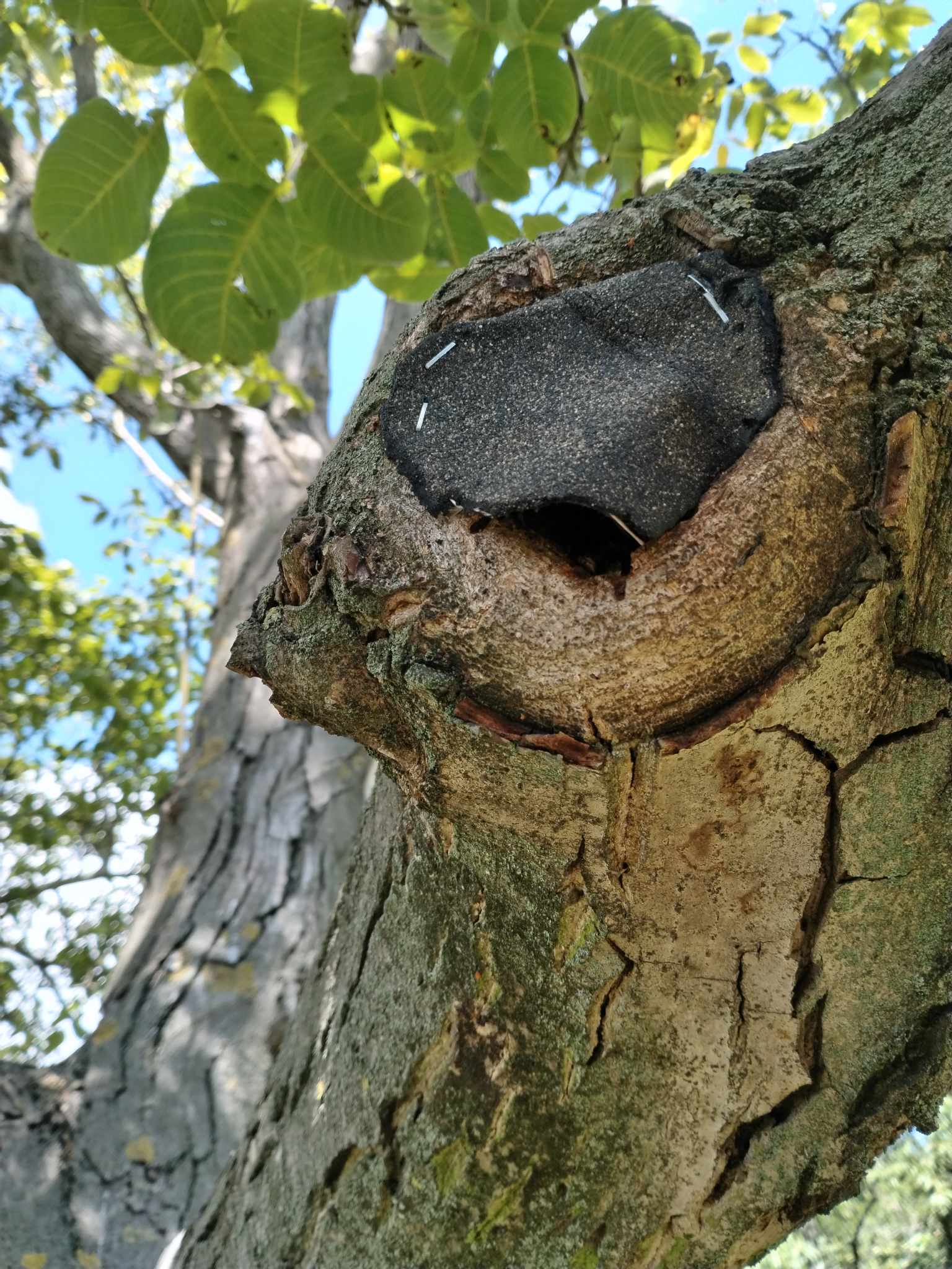 a faápolás lényege, hoy nem az odú aljáig csonkoljuk meg a fát, (még nagyobb bajt okozva ezzel, mert azt végképp nem fogja tudni begyógyítani), hanem koronaritkítás által tehermentesítjük a fát. A ritkás korona sokkal kisebb terhet jelent a sérült részre, jobb, ha sok eredeti szívóág megmarad, különben egy " parasztos csonkolás" után rengeteg gyökér is elpusztul, és ez gyakran nagyobb veszélyt jelent, mint a törzsgyben lévő nyitott odú